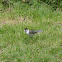 Gray Jay