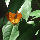 Karkloof Emperor / Pearl Charaxes