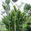 Traveller's Palm