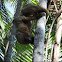 Two-toed Sloth