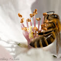 Unknown bee