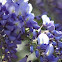 wisteria