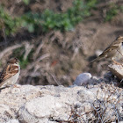 House Sparrow; Gorrion Común