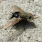 Tachinid Fly
