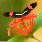 Crimson-patched longwing