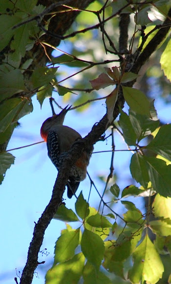 Spotting Image 1