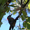 Red bellied woodpecker