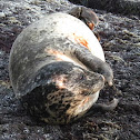 Harbor Seal
