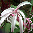Flor La reina