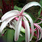 Flor La reina