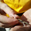 Side-blotched Lizard