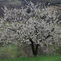 Cerezo silvestre