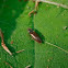 Click beetle