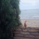 Cat, Gato
