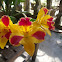 Cattleya