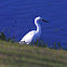 Snowy Egret
