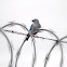 Blue-gray Tanager