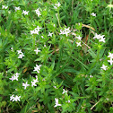 Buttonweed