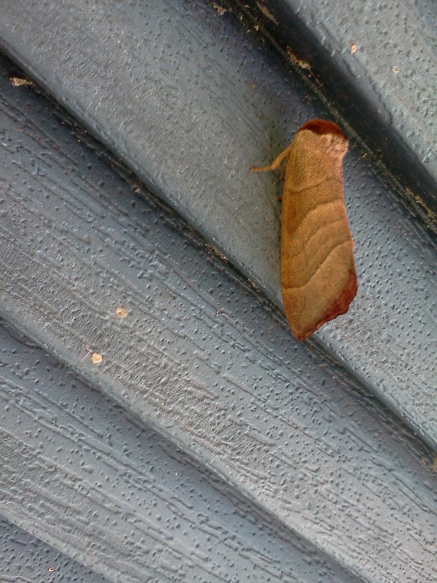 Burrito moth