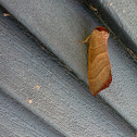 Burrito moth