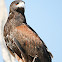 Harris Hawk