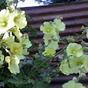 Hollyhocks