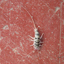 Silverfish