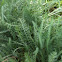 Yarrow