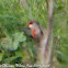 Waxbill