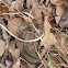 Coachwhip