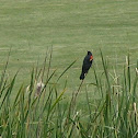 Red-winged blackbird