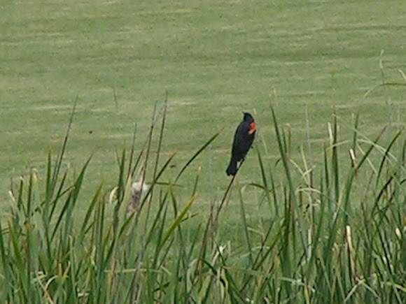 Spotting Image 1