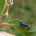 Black Weevil