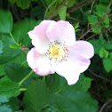 Wild Prairie Rose