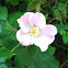 Wild Prairie Rose