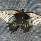 Asian Swallowtail, Great Yellow Mormon