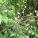 Orb Spider