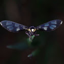 Footman Moth
