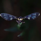 Footman Moth