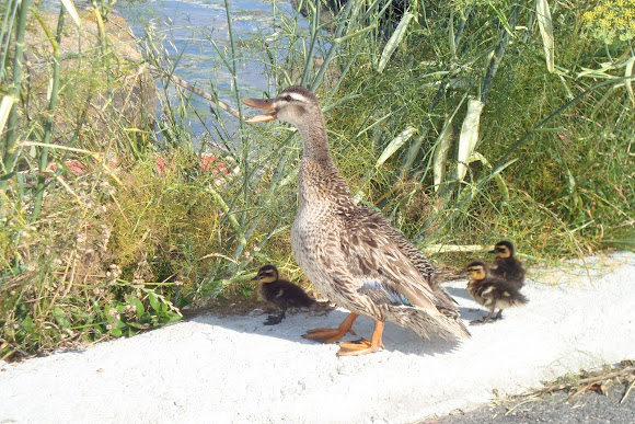 Spotting Image 1