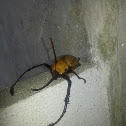 Escarabajo Rinoceronte - Rhinoceros Beetle