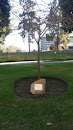 Commemorative Tree   
