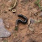 giant millipede