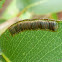 Sawfly Eggs and Larvae