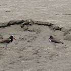 American Oystercatcher
