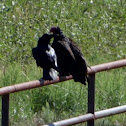 Raven and Turkey Vulture