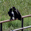 Raven and Turkey Vulture