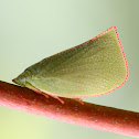 Planthopper