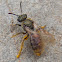 Sweet Bee.