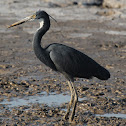 Western Reef Egret
